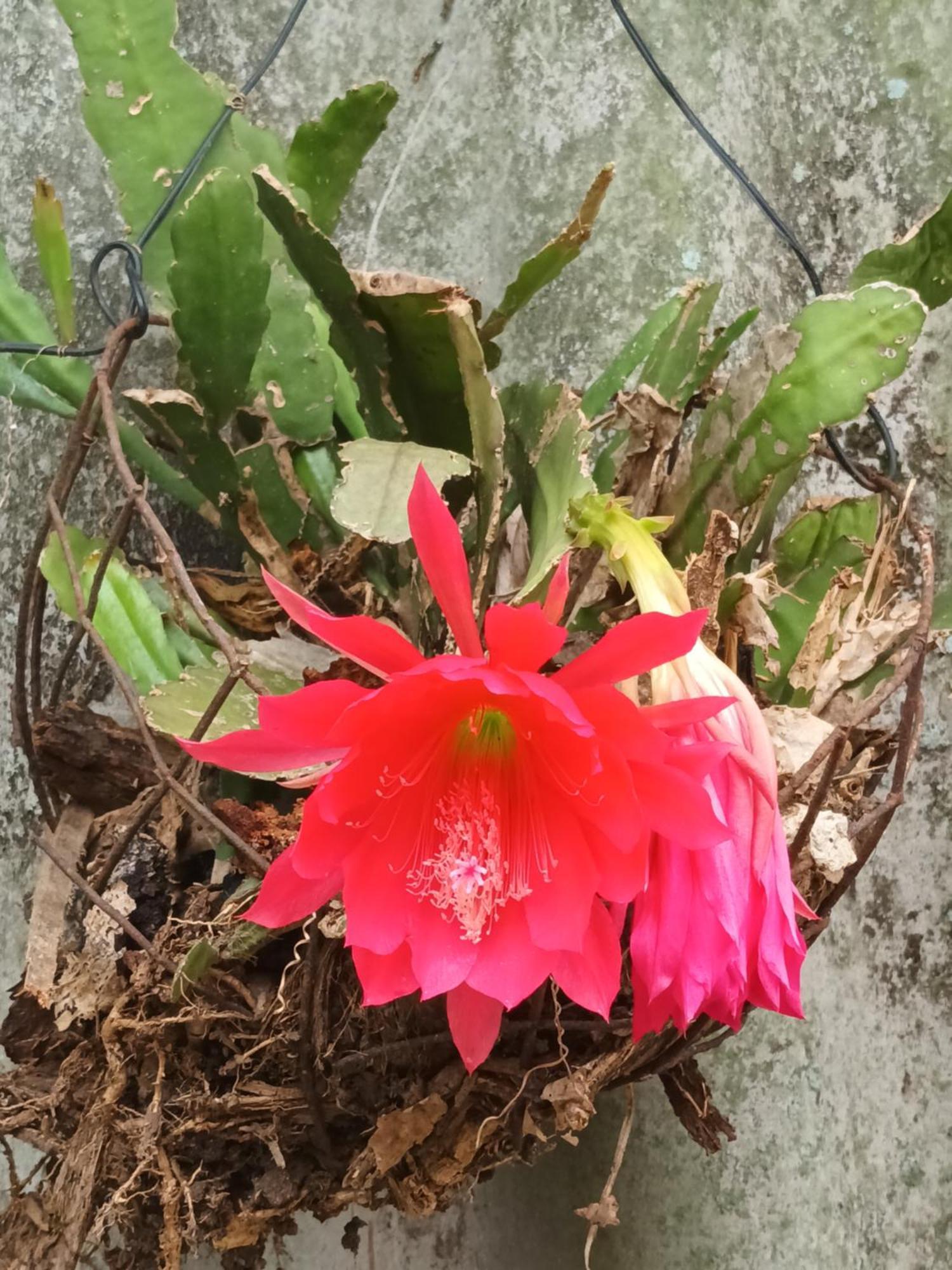 Lugar De Bendicion Donde El Costeno 아르메니아 외부 사진